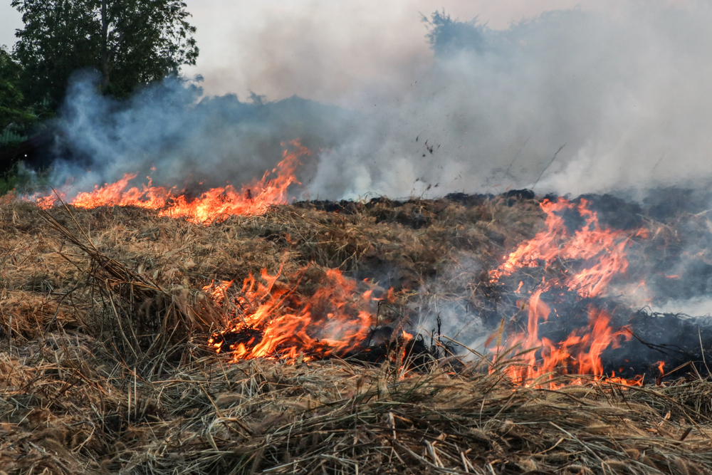 BCS y los incendios forestales